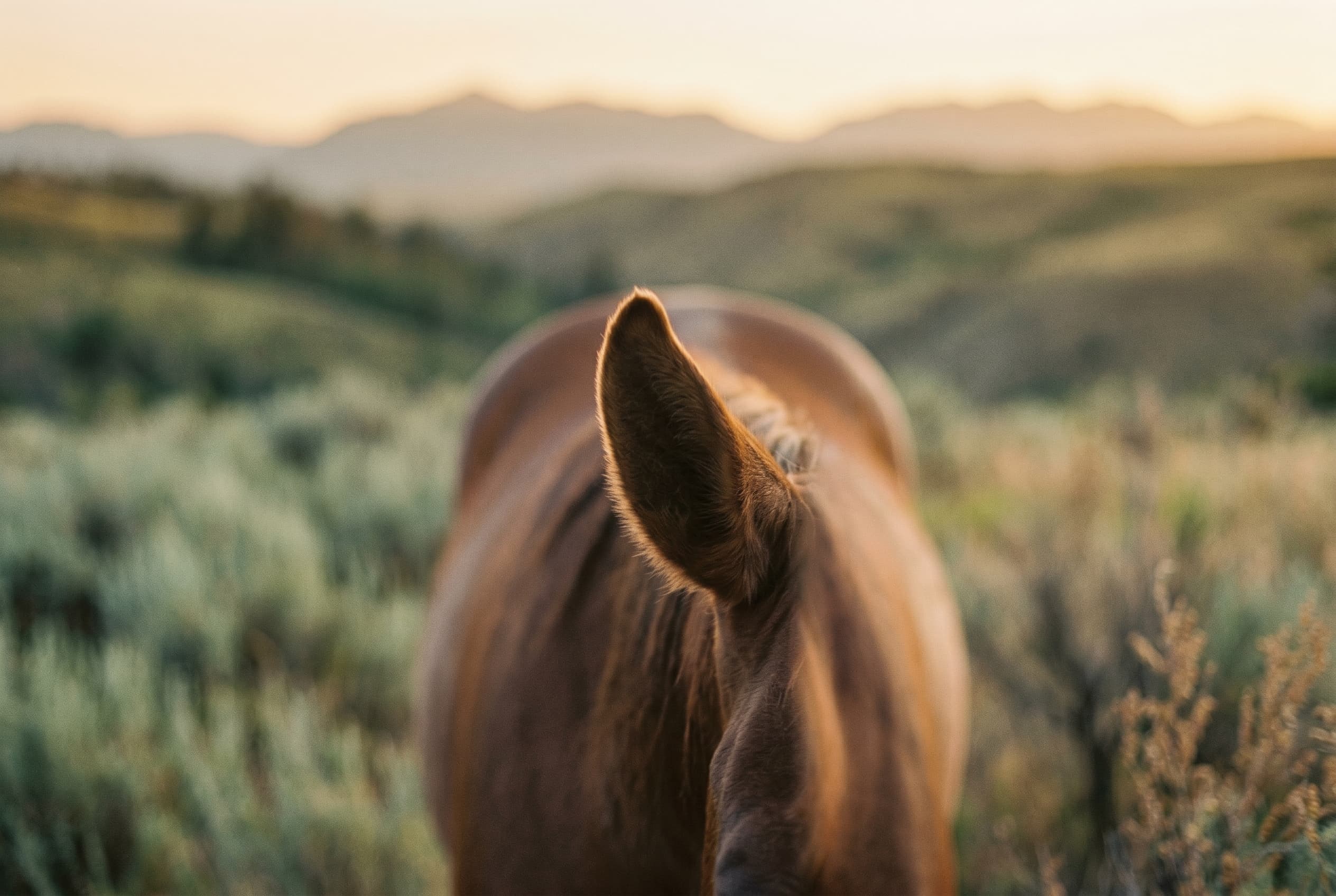 What the horses notice first